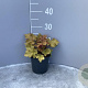 Heuchera 'Marmalade' GM 2,0L