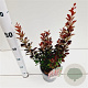 Berberis thunb. 'Red Rocket' 30-40 cm 2,5L