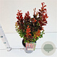 Berberis thunb. 'Red Rocket' 30-40 cm 2,5L