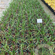 Liriope muscari 'Big Blue' GM 2,0L