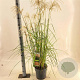 Miscanthus sin. Pink Cloud GM 6,5L