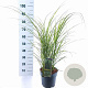 Miscanthus sin. 'Strictus' 50-80 cm 6,5L