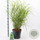 Miscanthus sin. 'Zebrinus' 60-100 cm 12L