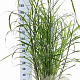 Miscanthus sin. 'Zebrinus' 60-100 cm 12L