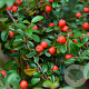 Cotoneaster dam. 'Miranda' GM 1.5