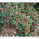 Cotoneaster sal. 'Parkteppich' GM 1.5