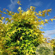 Acer pal. 'Ueno-homare' 300-350 cm cont. 90L meerstammig