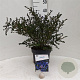 Ceanothus 'Julia Phelps' 30-40 cm 5,0L struik