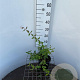 Kolkwitzia amabilis 30-40 cm 2,5L