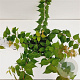 Kolkwitzia amabilis 30-40 cm 2,5L