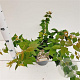 Kolkwitzia amabilis 30-40 cm 2,5L