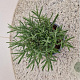 Lavandula ang. 'Munstead' GM 1.5
