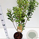 Myrica gale 30-40 cm 3,0L