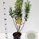 Myrica gale 30-40 cm 3,0L