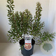 Myrica gale 30-40 cm 3,0L