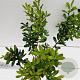 Myrica gale 30-40 cm 3,0L