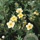 Potentilla f. 'Maanelys' GM 1.5
