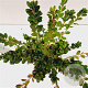 Rhododendron (AJ) 'Moederkensdag' 25-30 cm 2,5L