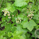 Ribes glandulosum GM 1.5