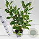 Weigela 'Candida' 30-40 cm 2,5L