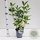 Weigela 'Candida' 30-40 cm 2,5L