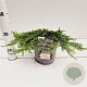 Juniperus comm. 'Green Carpet' 25-30 cm 2,5L