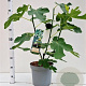 Ficus car. 'Brown Turkey' 50-60 cm 7,5L