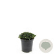 Potentilla tridentata 'Nuuk' GM 1.5