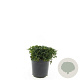 Potentilla tridentata 'Nuuk' GM 1.5