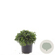 Potentilla tridentata 'Nuuk' GM 1.5