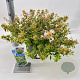 Abelia grandifl. Happy Daydream 25-30 cm 3,0L