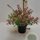 Abelia grandifl. Sunshine Daydream 25-30 cm 2,0L