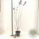 Acer pal. 'Red Emperor' 80-100 cm 10L