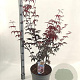 Acer pal. 'Red Emperor' 80-100 cm 10L