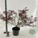 Acer pal. Royal Garnet 80-100 cm 10L