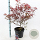 Acer pal. 'Shaina' 40-50 cm 10L