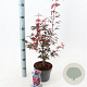 Acer pal. 'Skeeter's Broom' 40-50 cm 3,0L