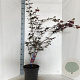 Acer pal. 'Trompenburg' 60-70 cm 10L