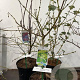 Acer shirasawanum 'Aureum' 40-50 cm met kluit