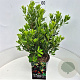 Arbutus unedo 'Compacta' 50-60 cm 20L