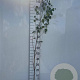 Betula pendula 125-150 cm 2,0L