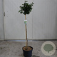 Betula utilis jacquemontii 200-225 cm 7,5L Gestokt