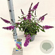 Buddleja Free Petite Tutti Fruitti 20-25 cm 2,0L