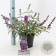 Buddleja Free Petite Tutti Fruitti 20-25 cm 2,0L