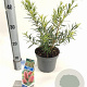Callistemon rugulosus 30-40 cm 2,0L