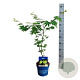 Acer Arctic Jade 40-50 cm 3,0L