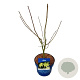 Acer Arctic Jade 50-60 cm 5,0L