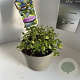 Ceanothus El Dorado 10 cm 2,0L