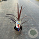 Cordyline Superstar 30-40 cm 3,0L