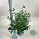 Eriostemon myoporoides 30-40 cm 3,0L